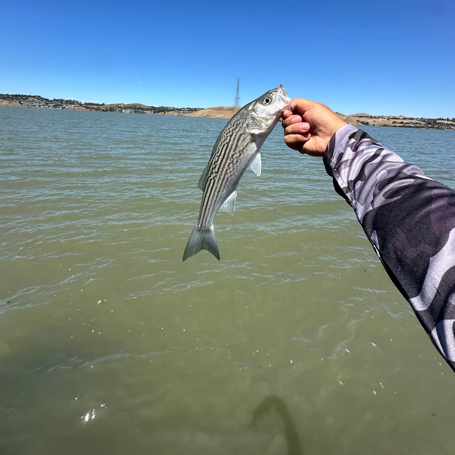 Striped bass caught on Fishbrain