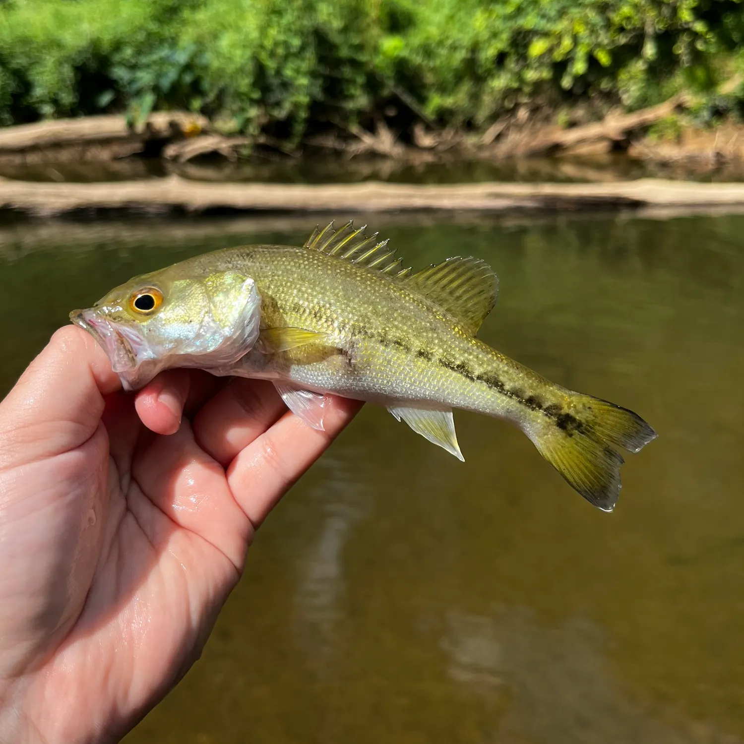 Spotted bass caught on Fishbrain