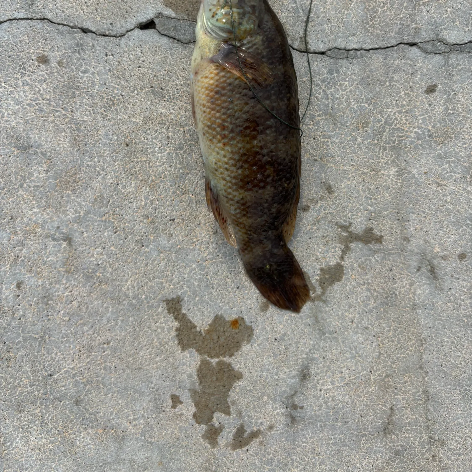 Cunner caught on Fishbrain