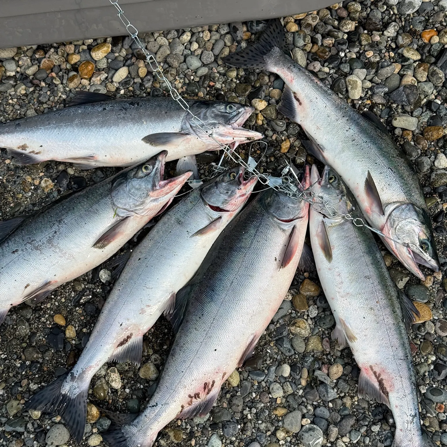 The most recent Pink salmon catches on Fishbrain