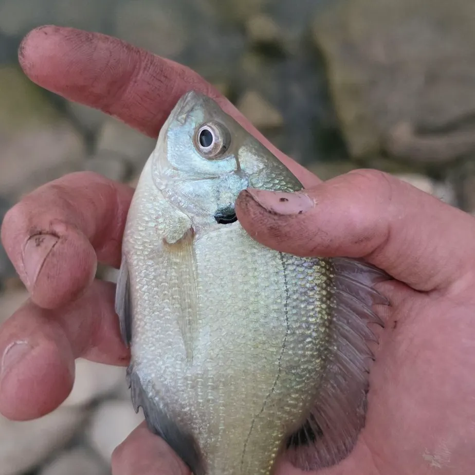 Bluegill caught on Fishbrain