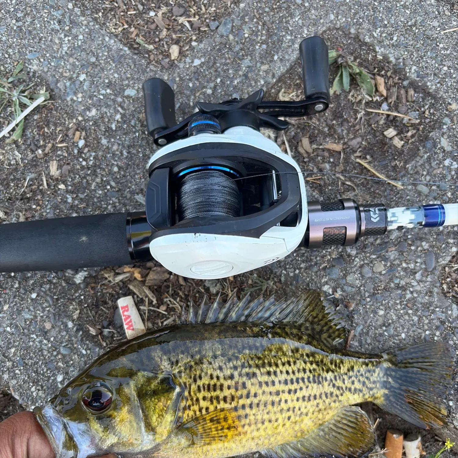 recently logged catches