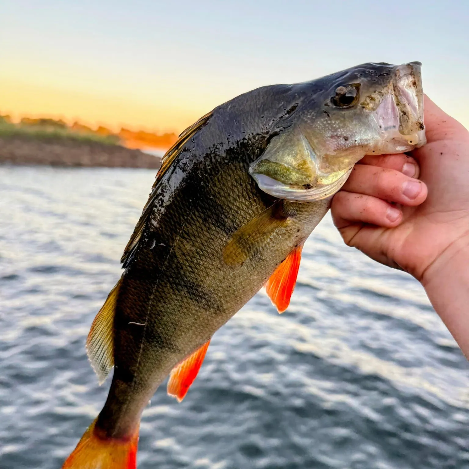European perch caught on Fishbrain