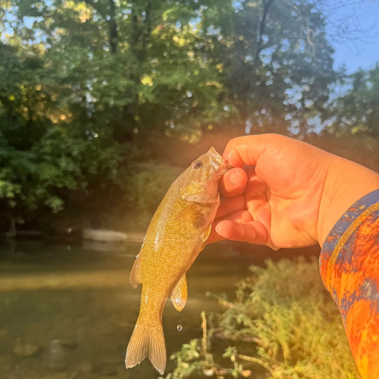 Smallmouth bass caught on Fishbrain