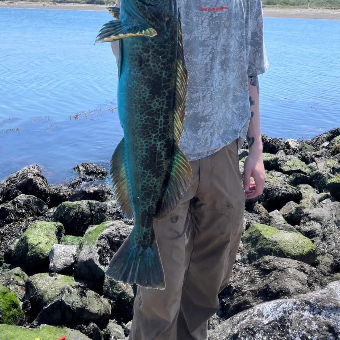 The most recent Lingcod catches on Fishbrain