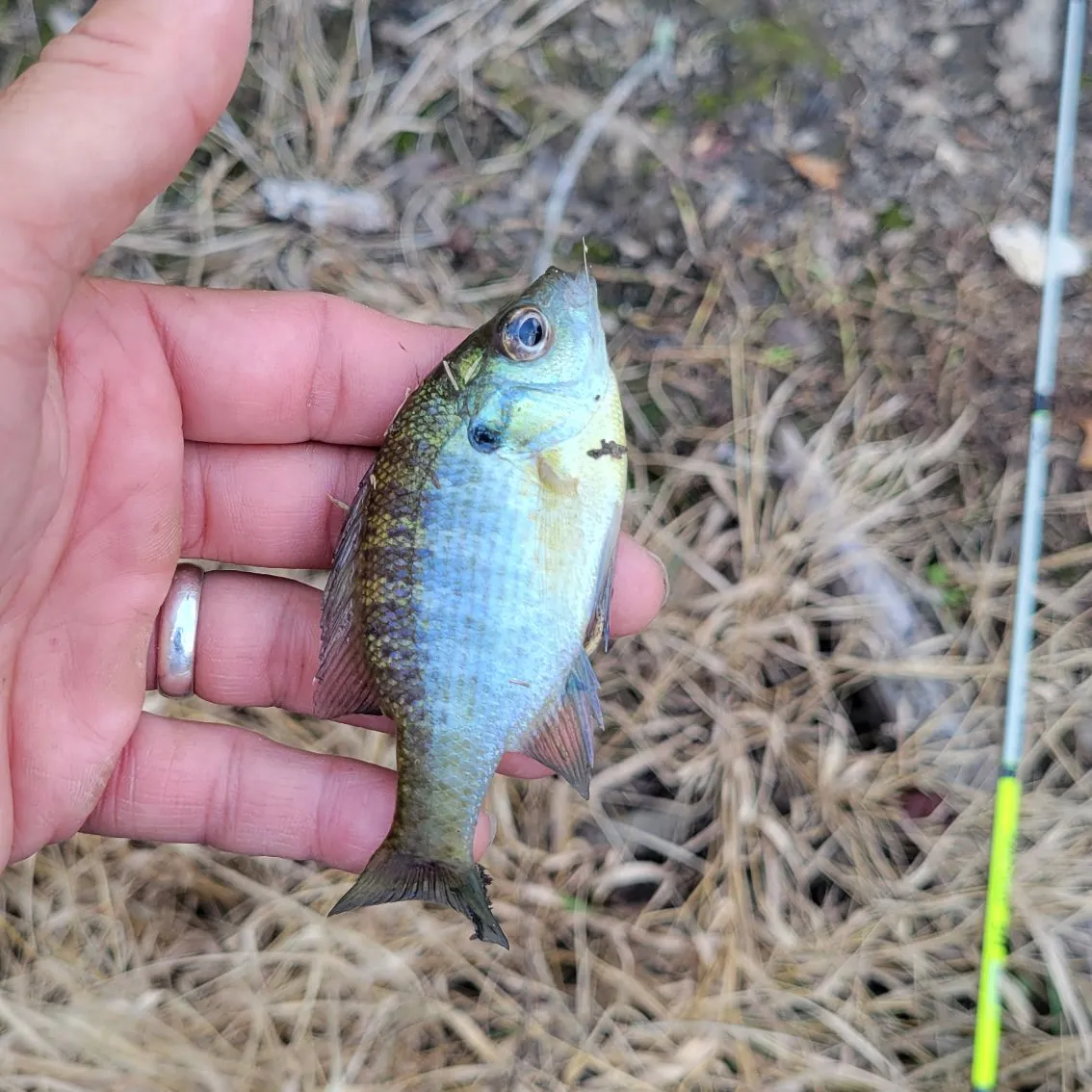 Bluegill caught on Fishbrain