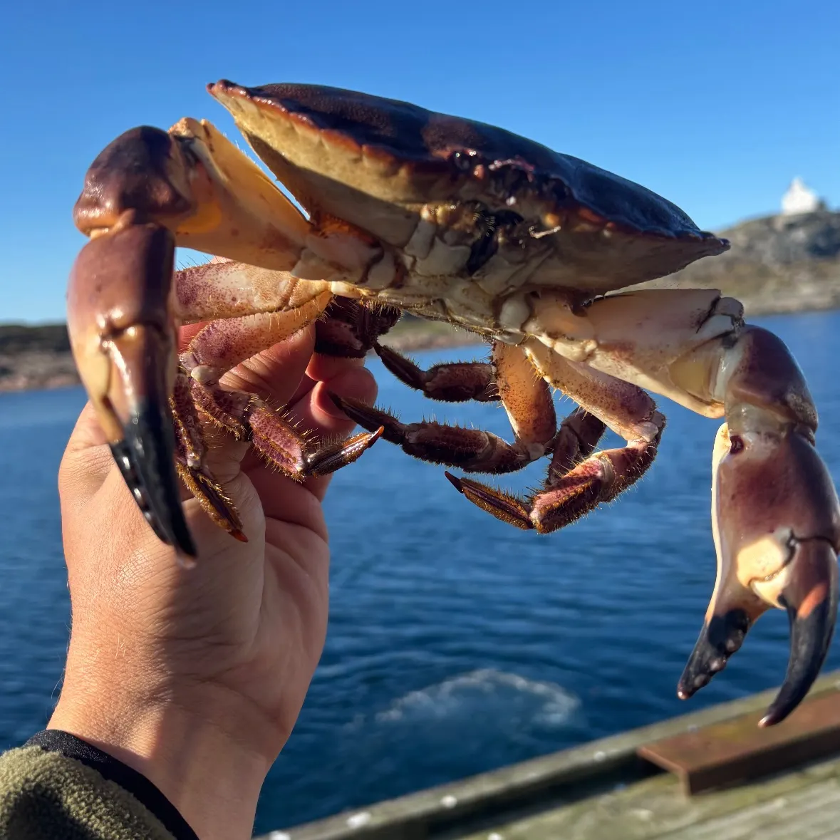 Pollack caught on Fishbrain
