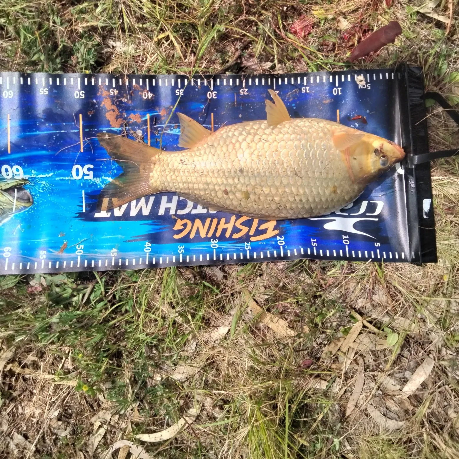 Common carp caught on Fishbrain