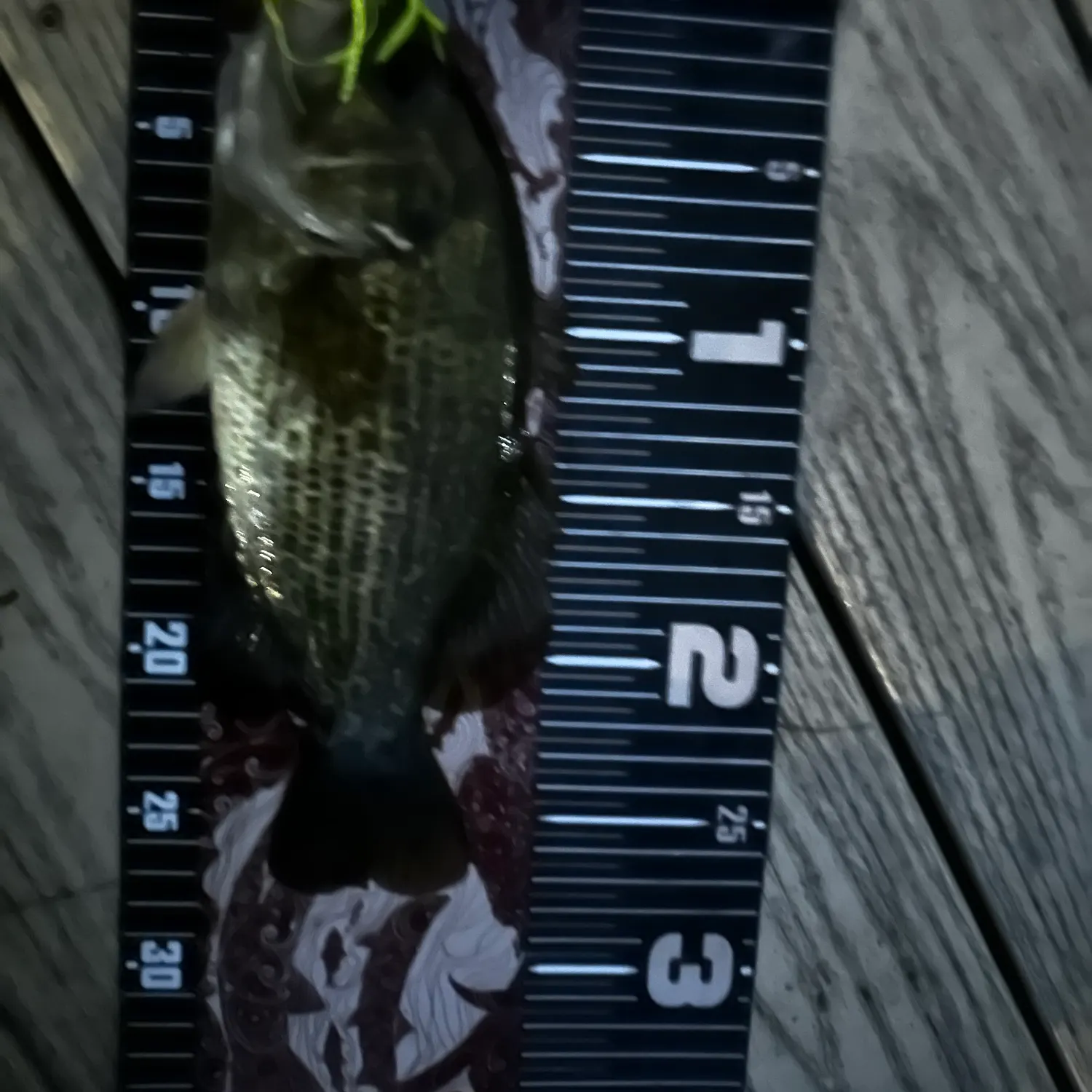 Rock bass caught on Fishbrain