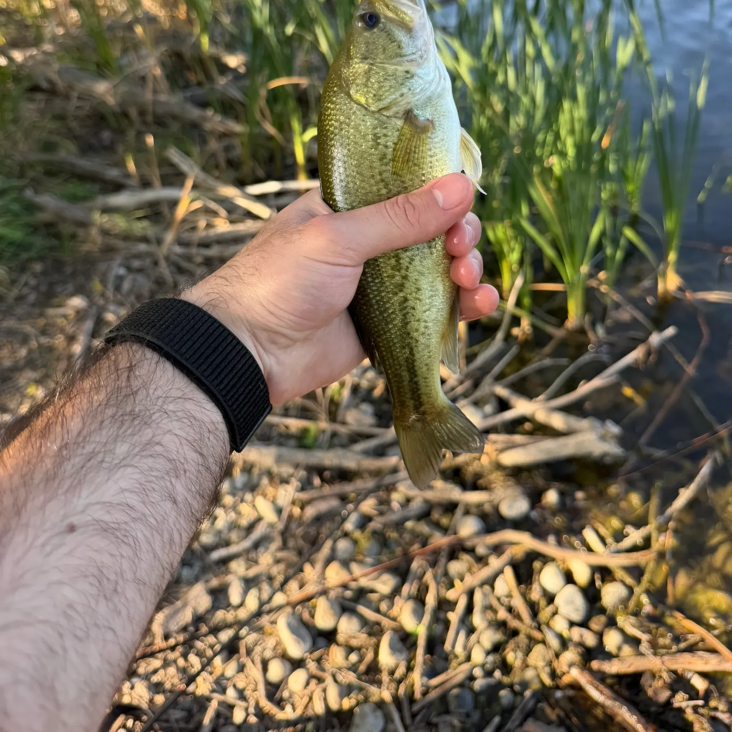 Fish caught on Fishbrain