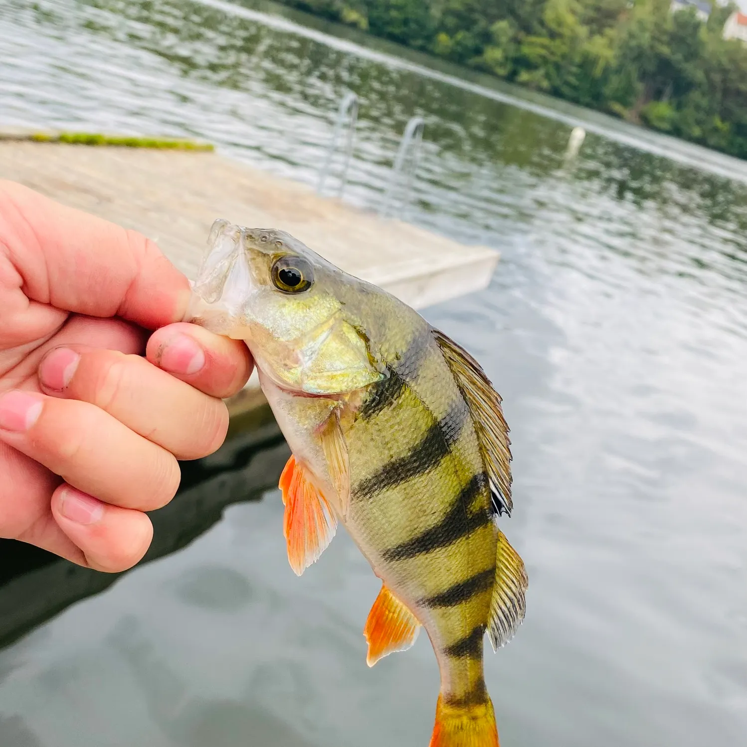 European perch caught on Fishbrain