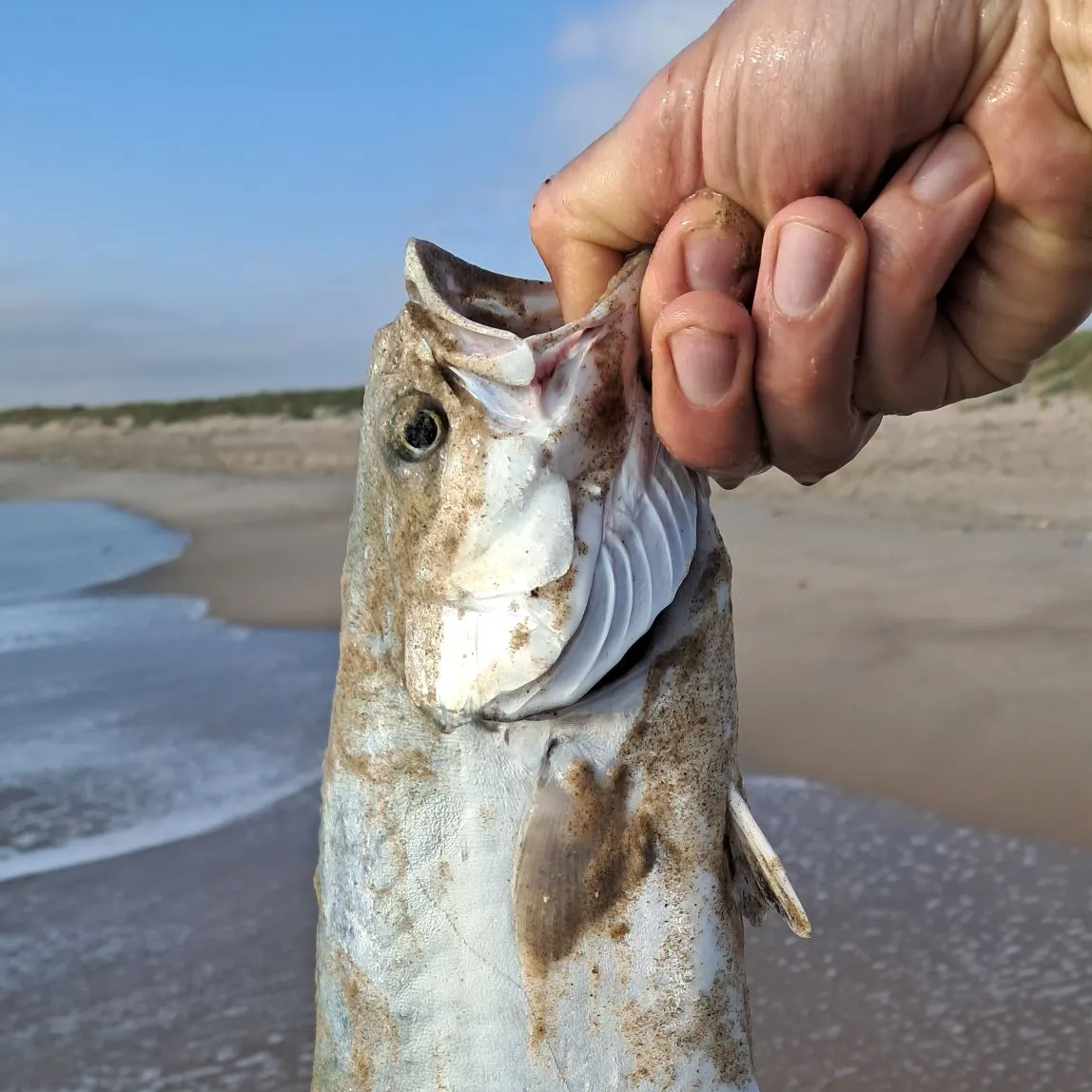 The most popular recent Leerfish catch on Fishbrain
