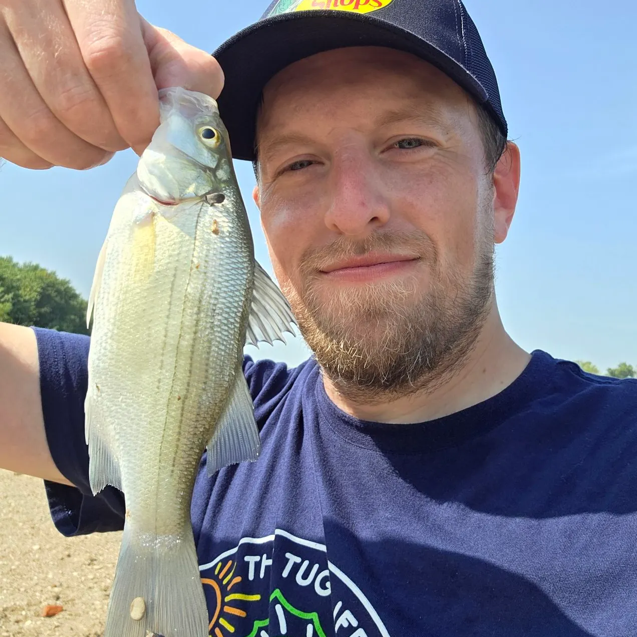 White bass caught on Fishbrain