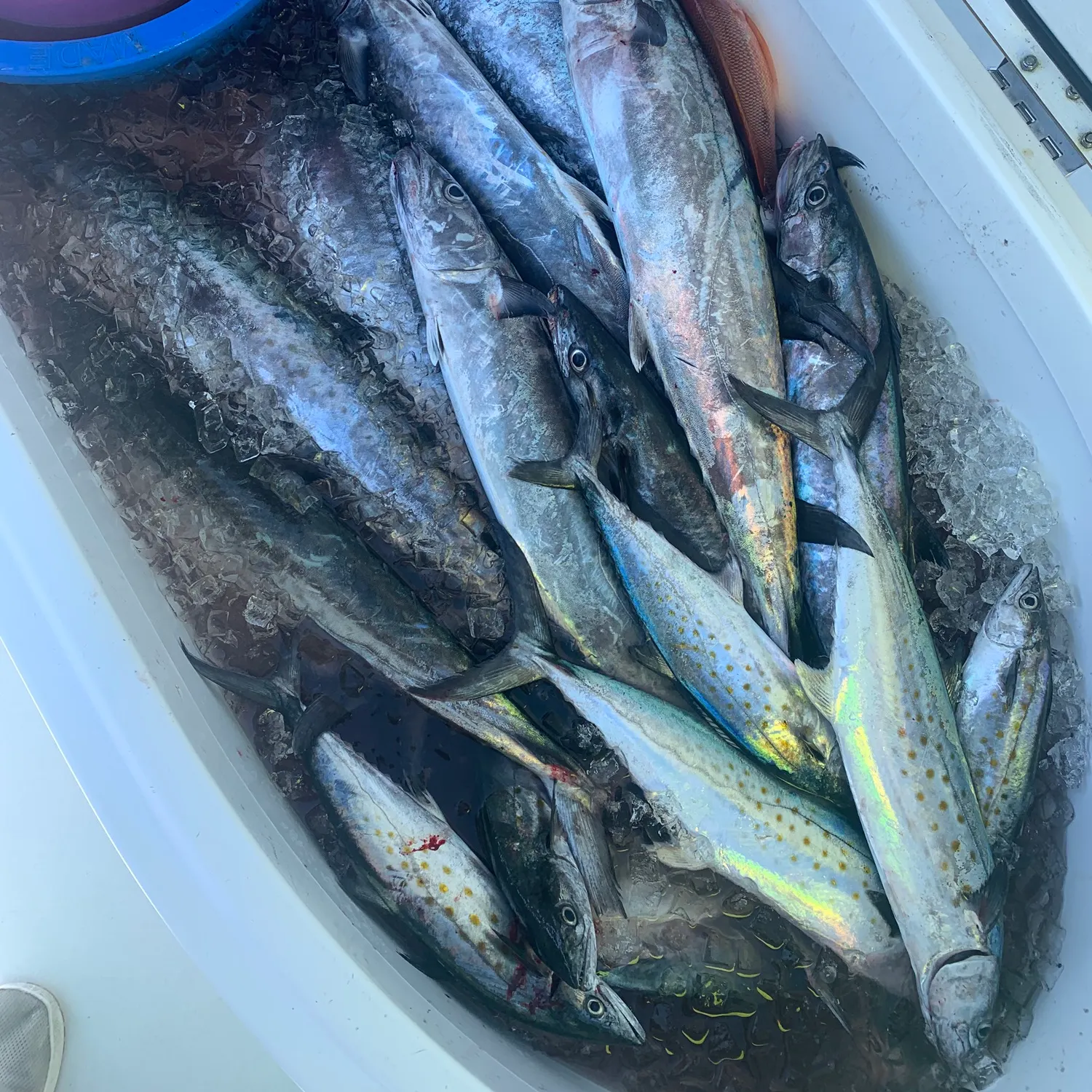 The most recent King mackerel catches on Fishbrain