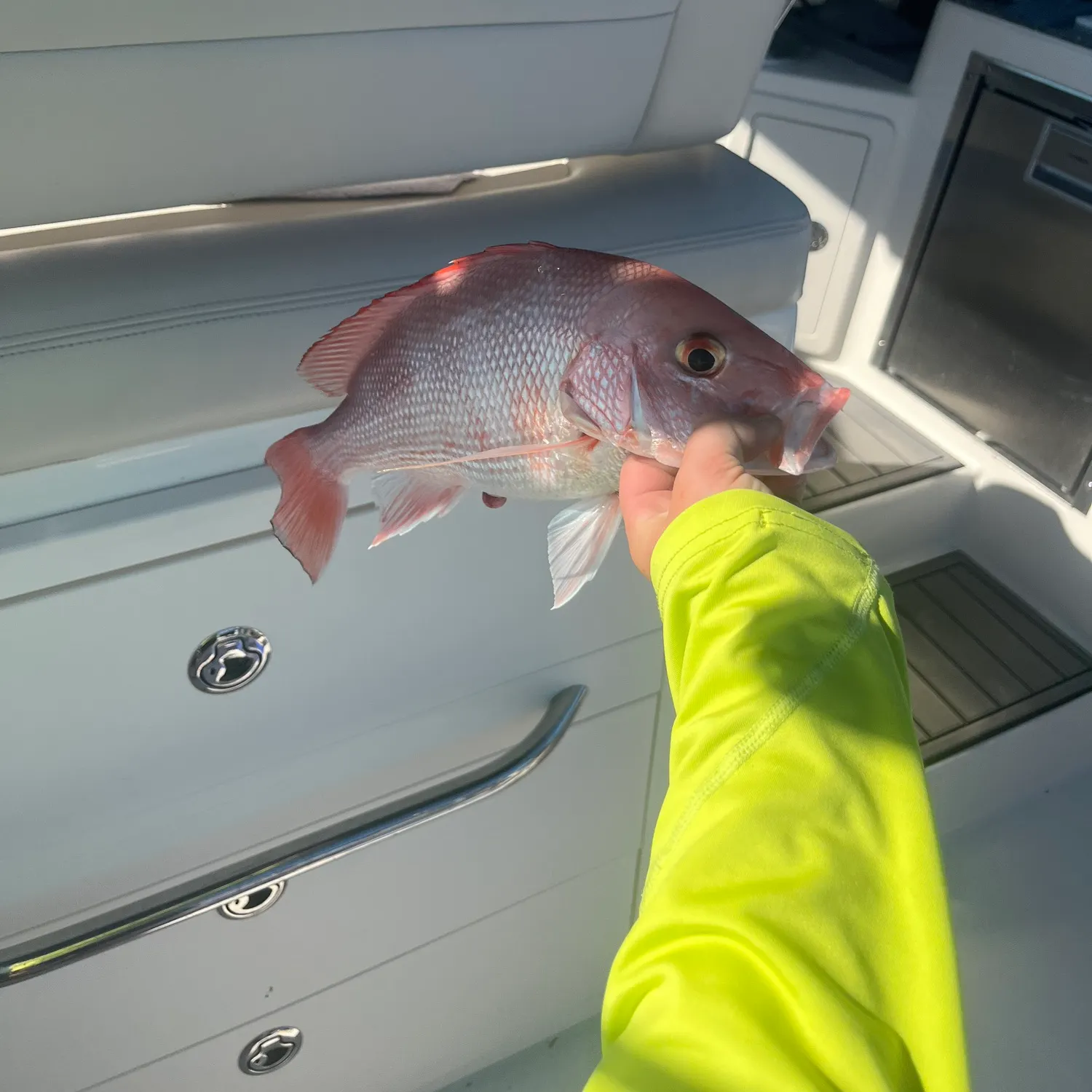 The most recent Northern red snapper catches on Fishbrain