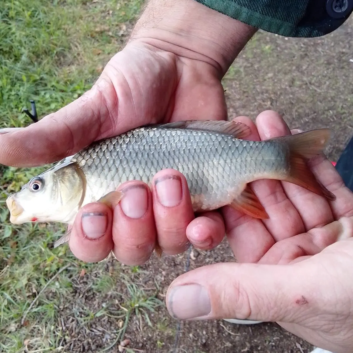 Common carp caught on Fishbrain