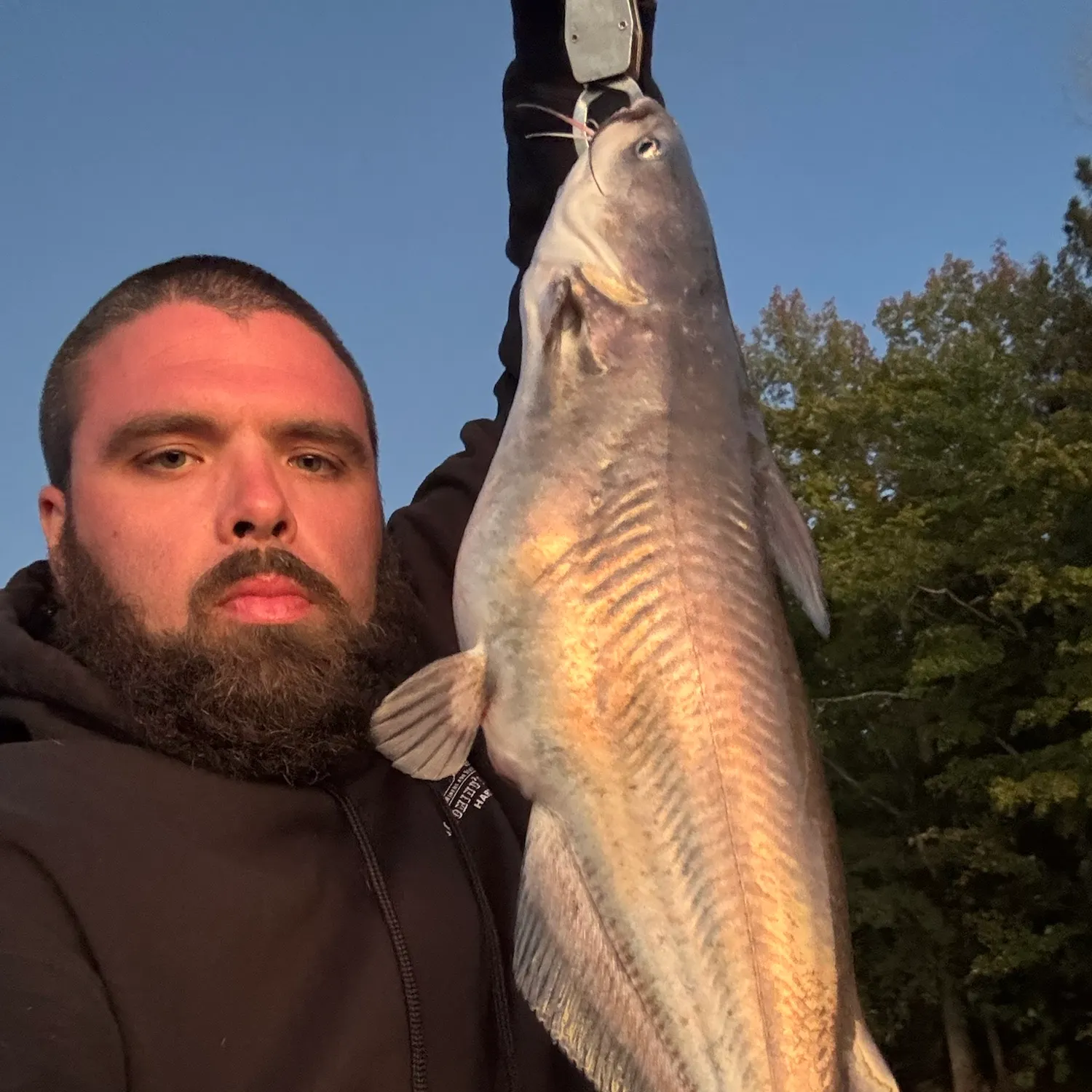 Blue catfish caught on Fishbrain