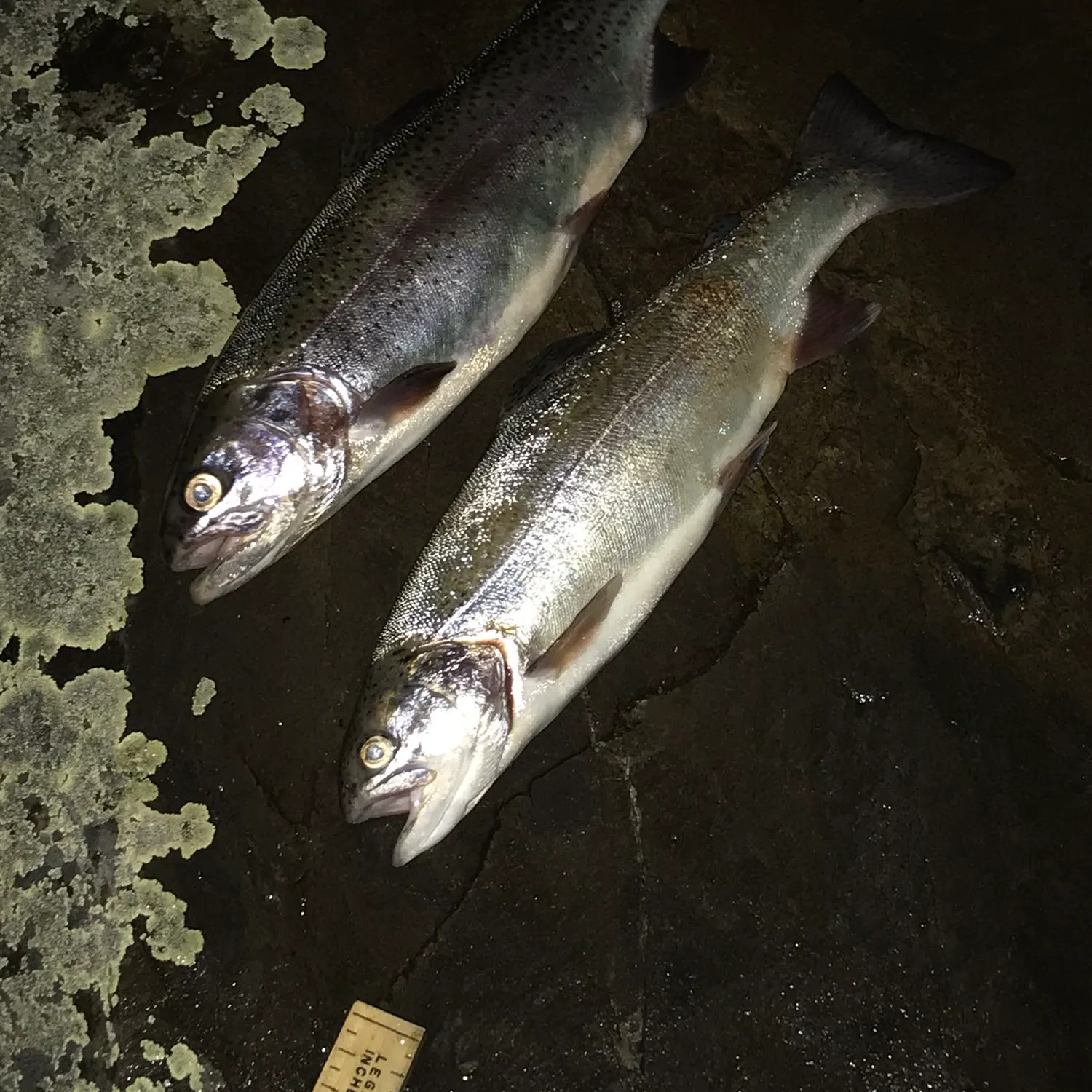 angler catch