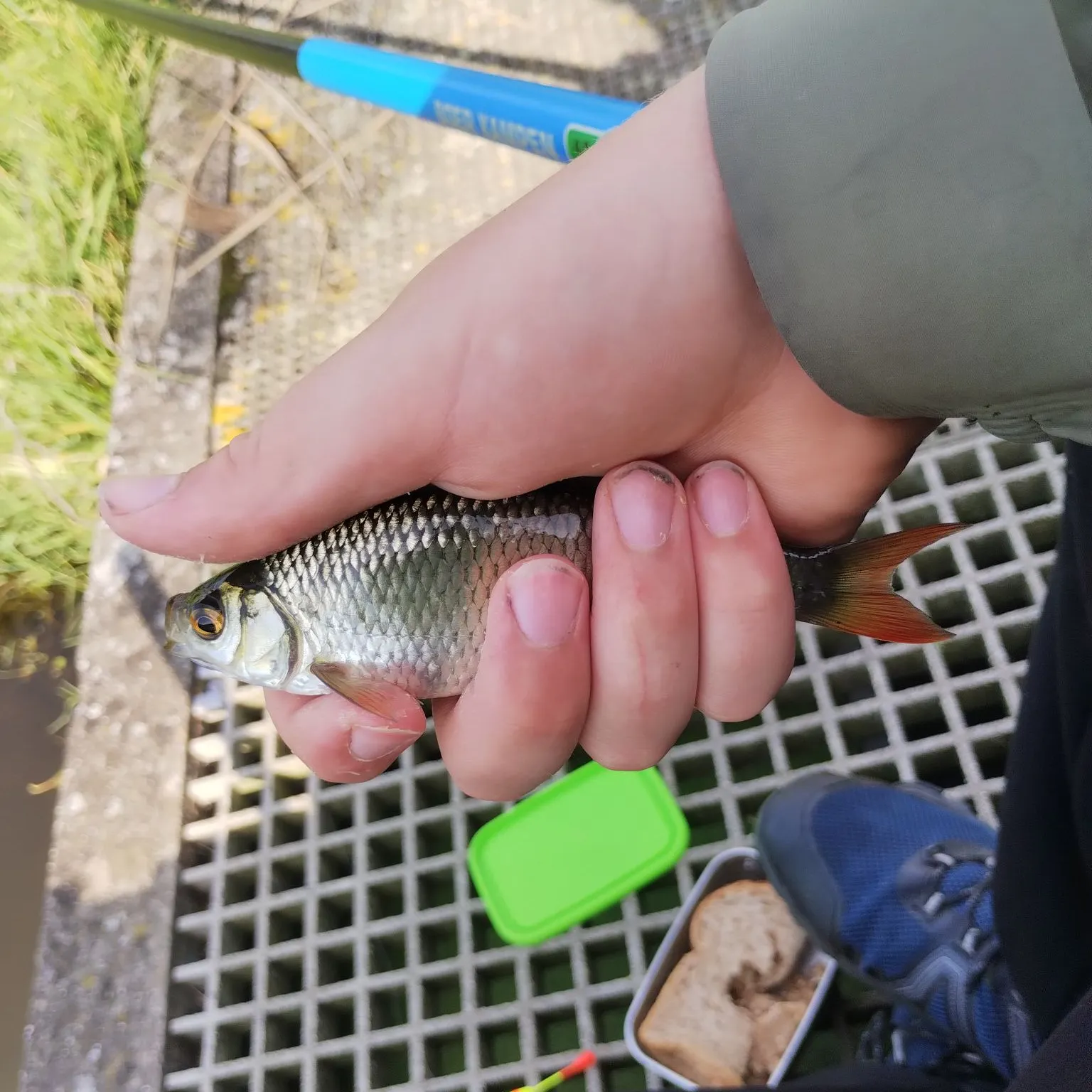 Common rudd caught on Fishbrain