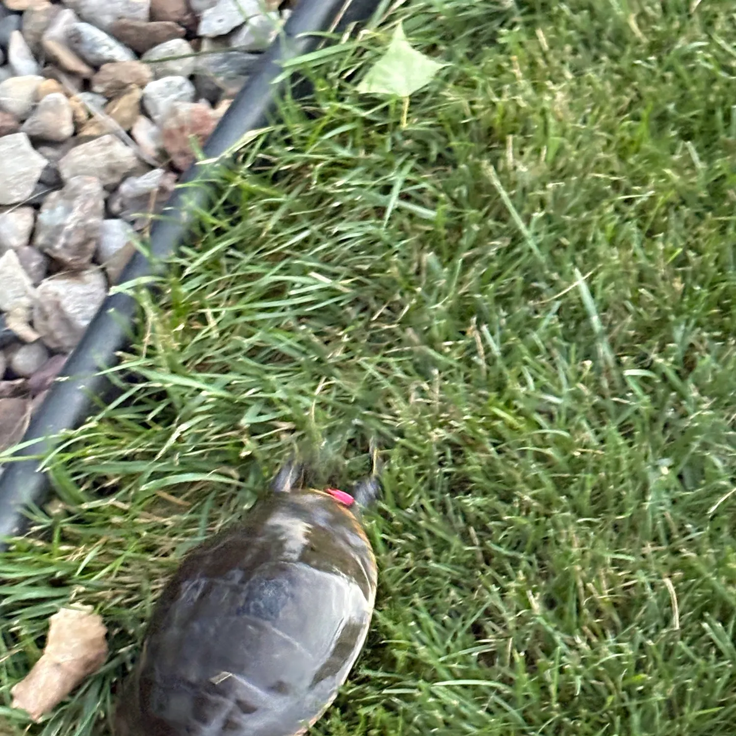 The most recent Painted turtle catches on Fishbrain