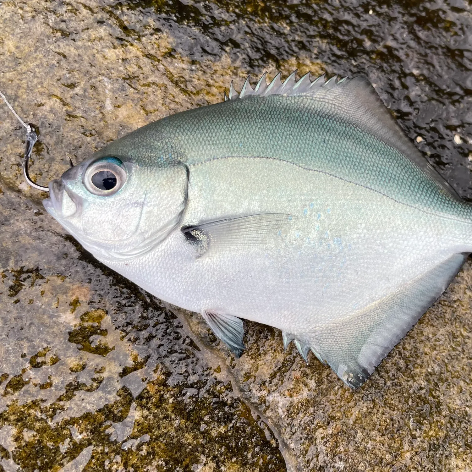 The most recent Silver sweep catches on Fishbrain