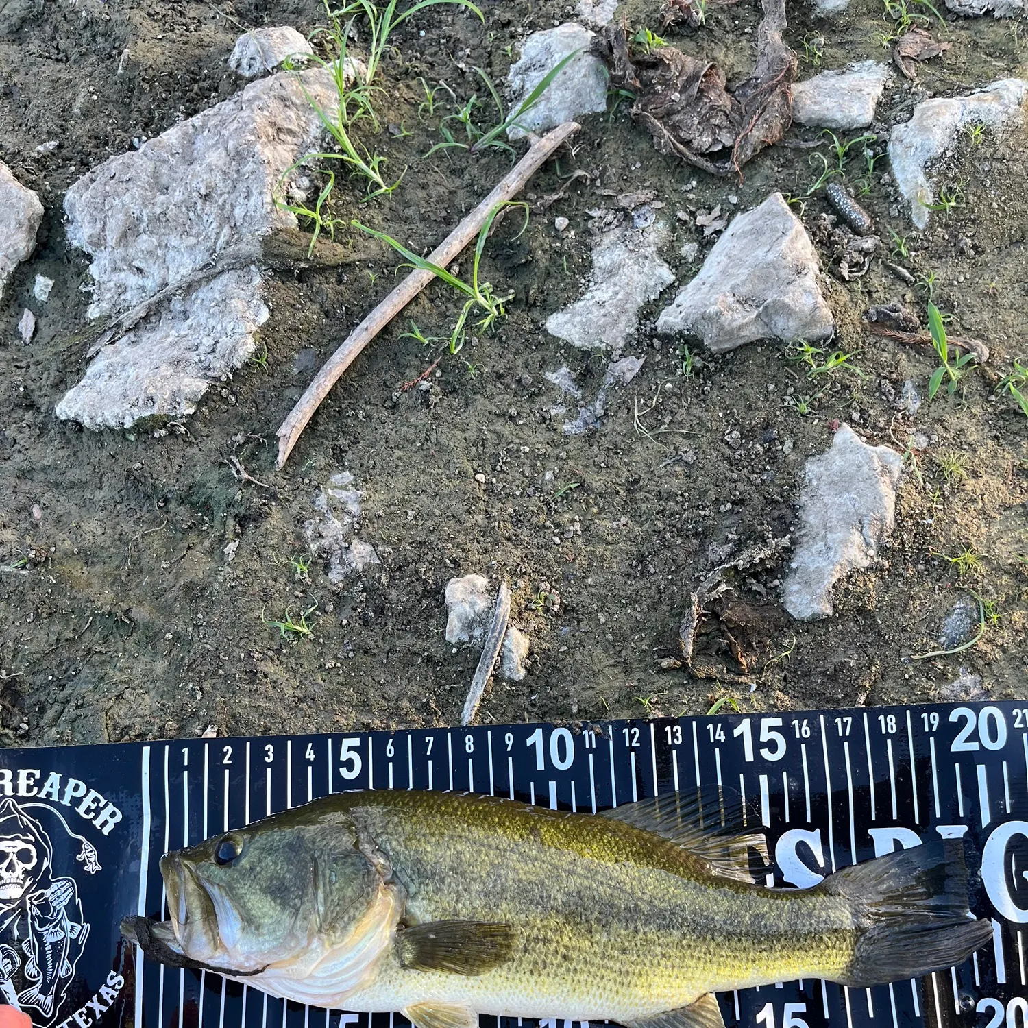 Largemouth bass caught on Fishbrain