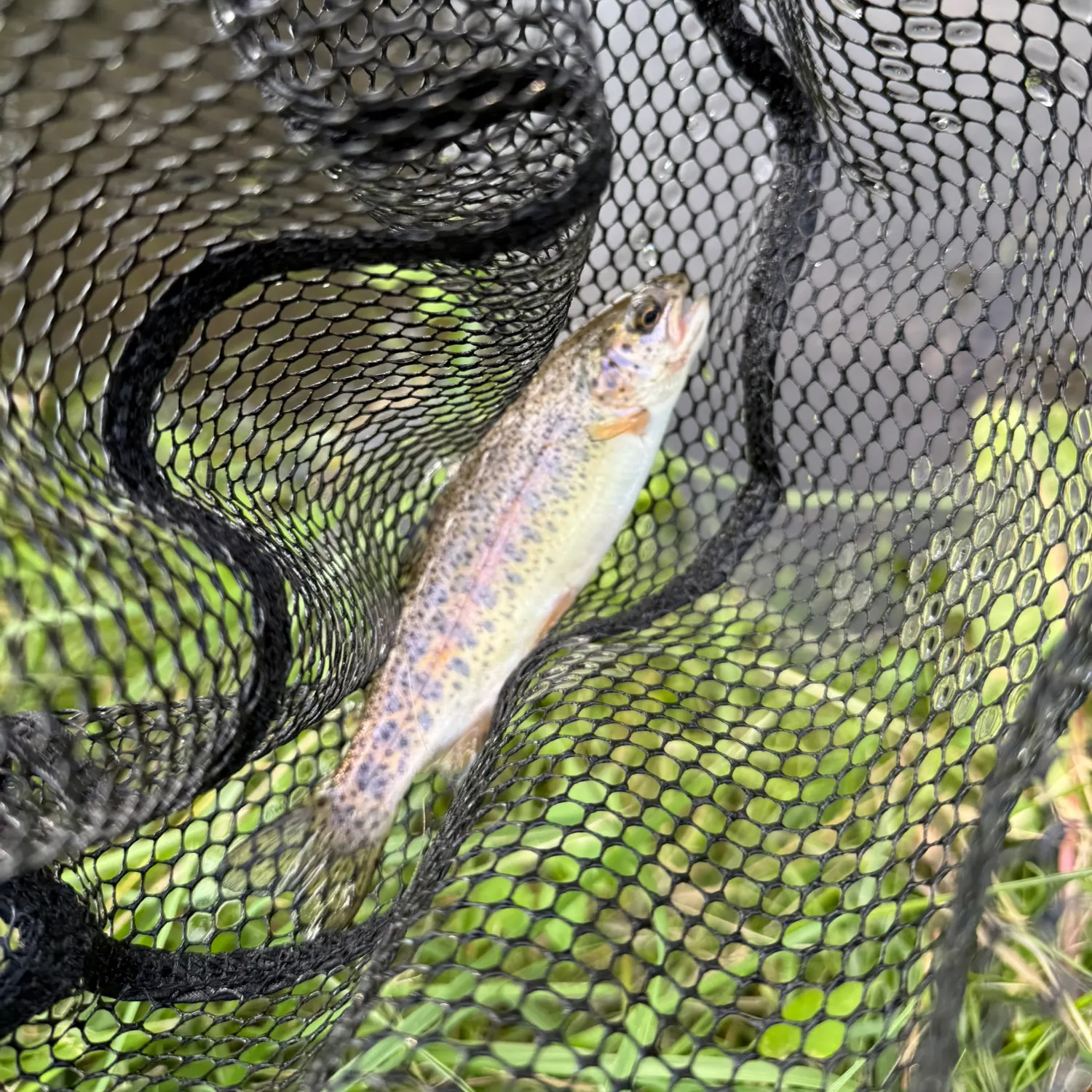 The most recent Cherry salmon catches on Fishbrain