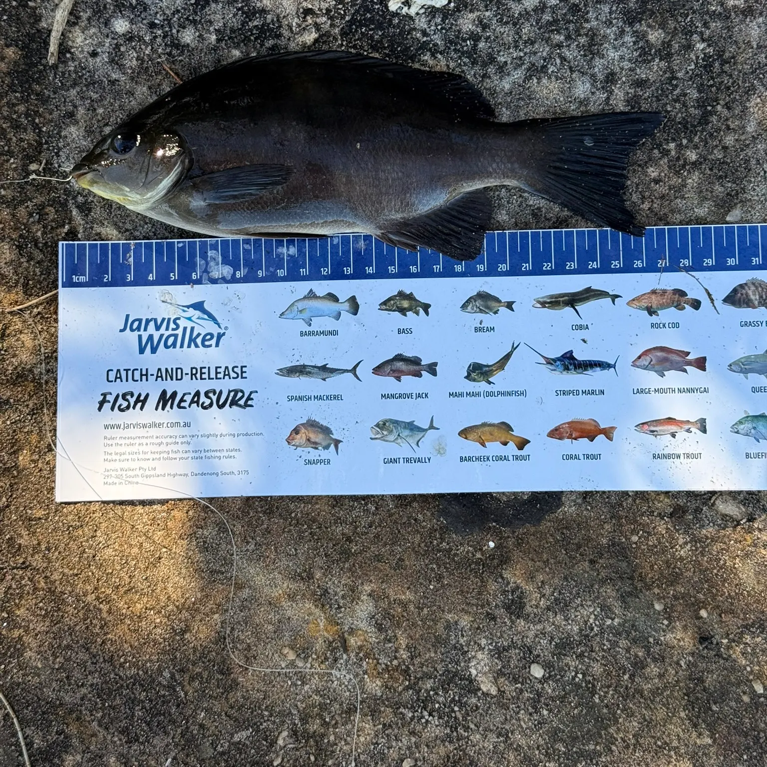 The most recent Luderick catches on Fishbrain