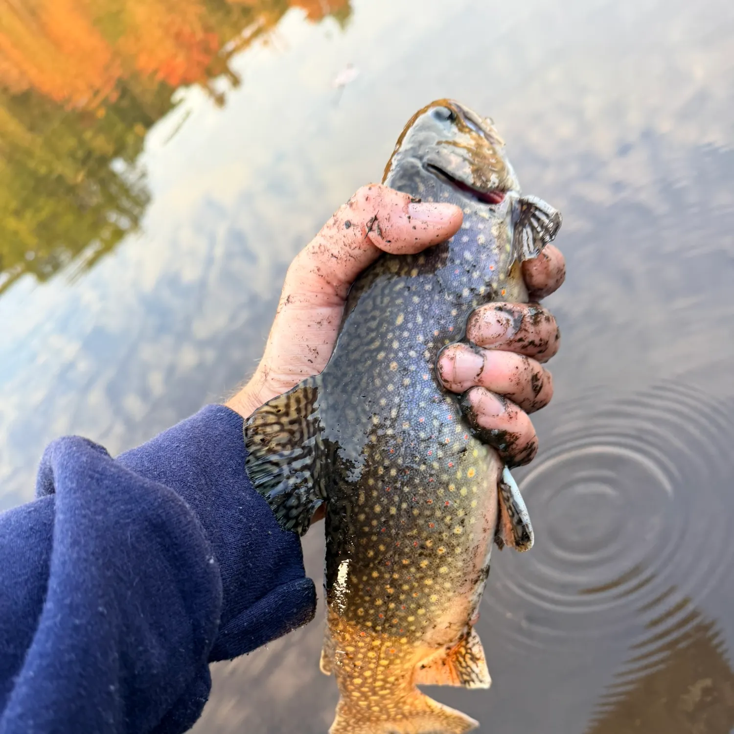 Brook trout caught on Fishbrain