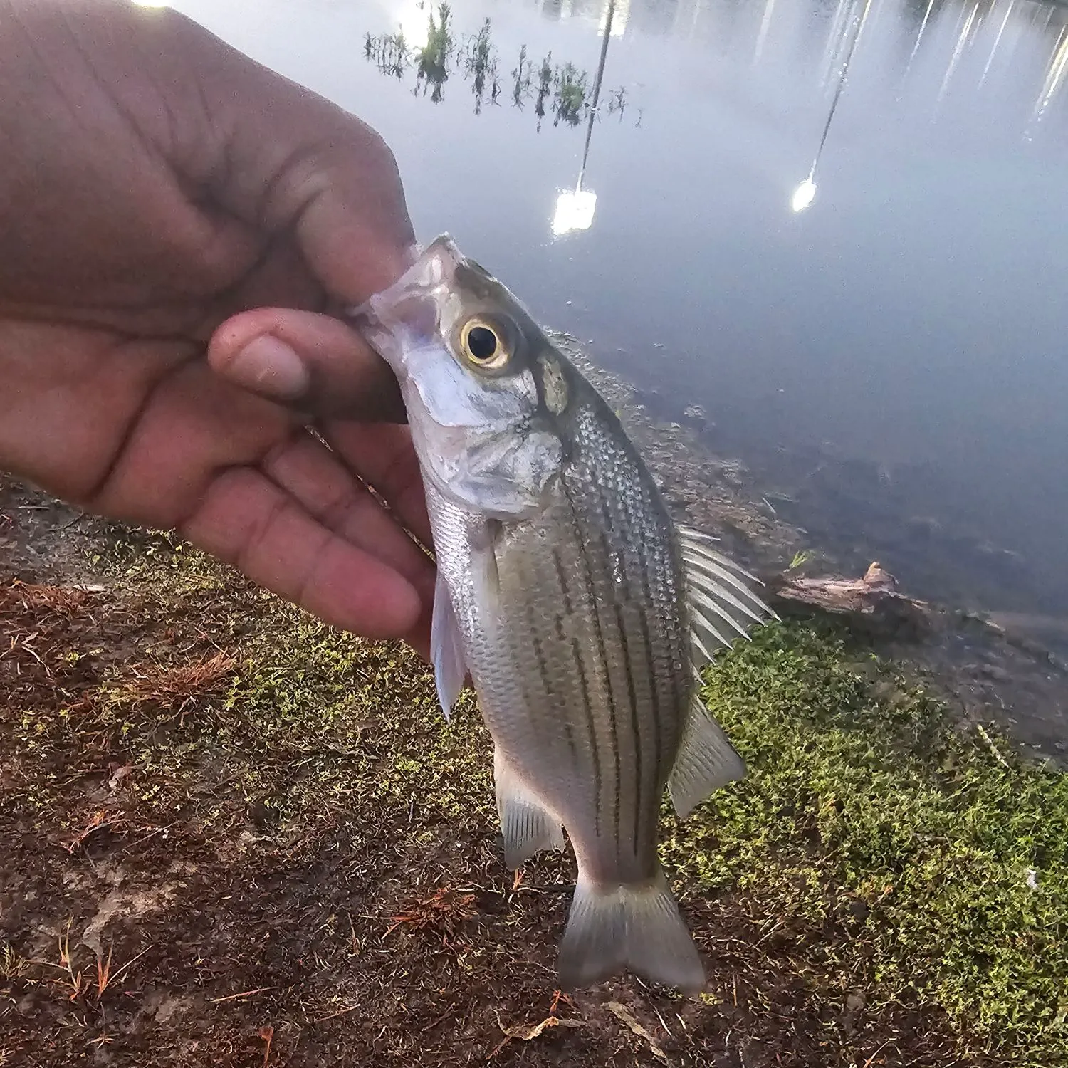 White bass caught on Fishbrain