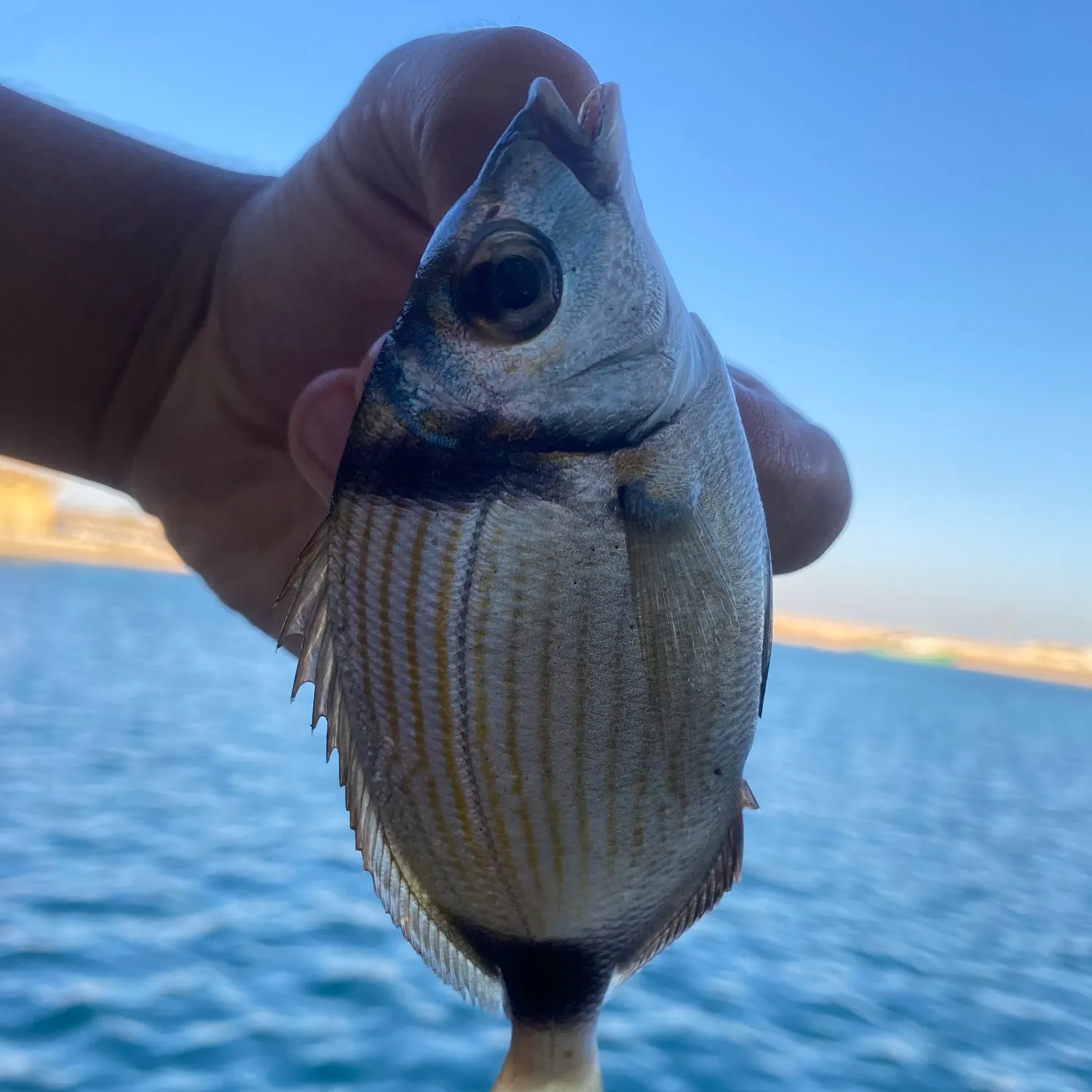 The most recent Common two-banded seabream catches on Fishbrain