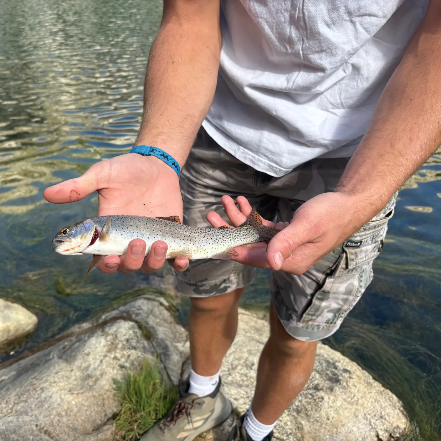 Rainbow trout caught on Fishbrain