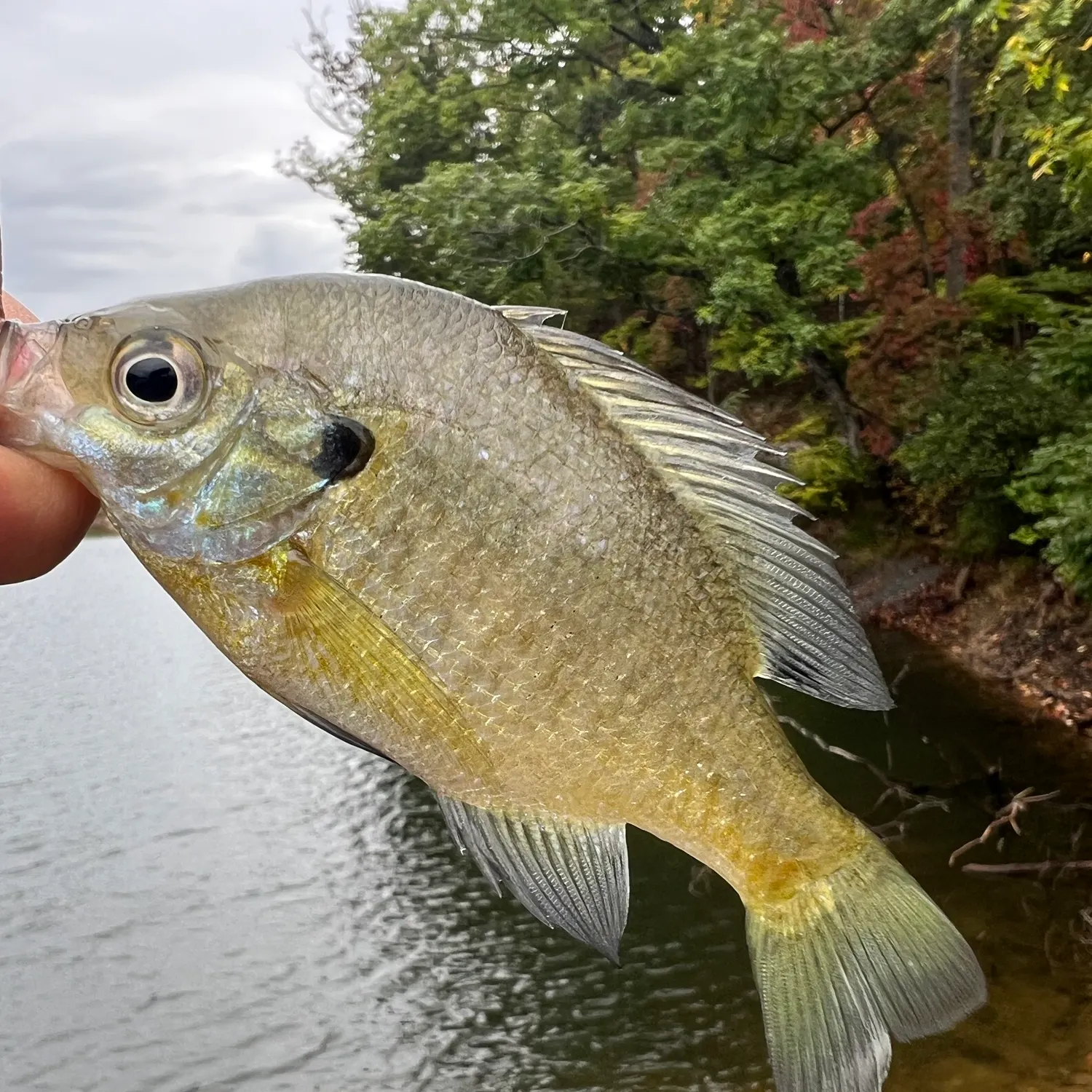 Bluegill caught on Fishbrain