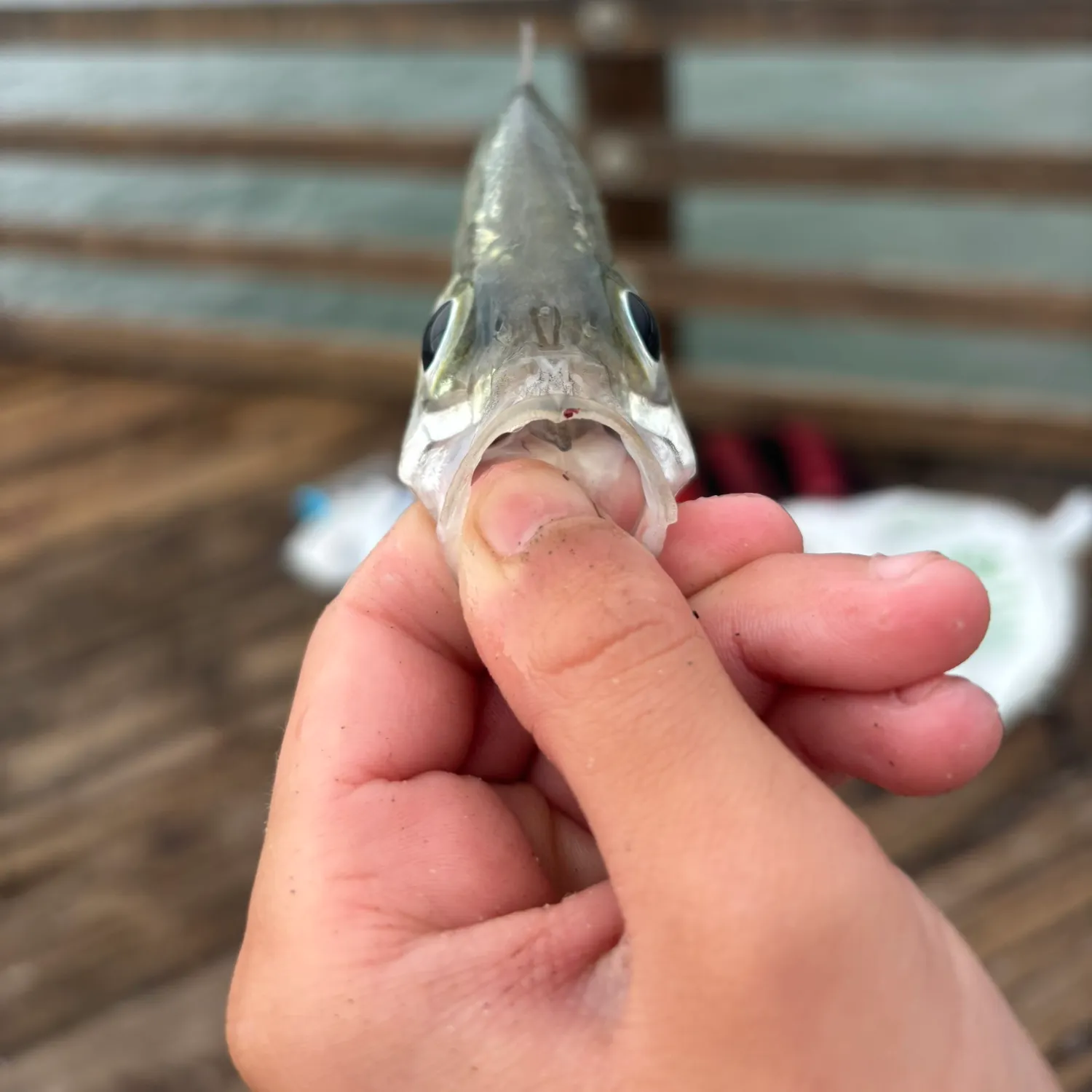The most recent Walleye surfperch catches on Fishbrain