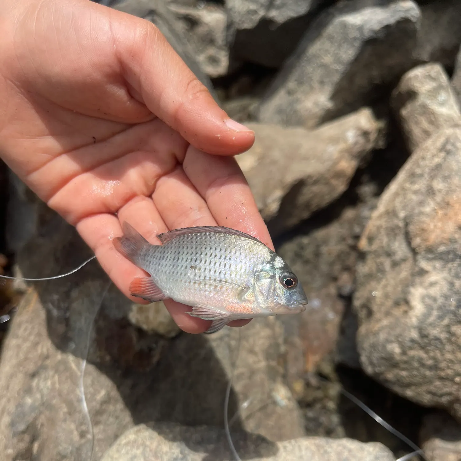 Redbreast tilapia caught on Fishbrain