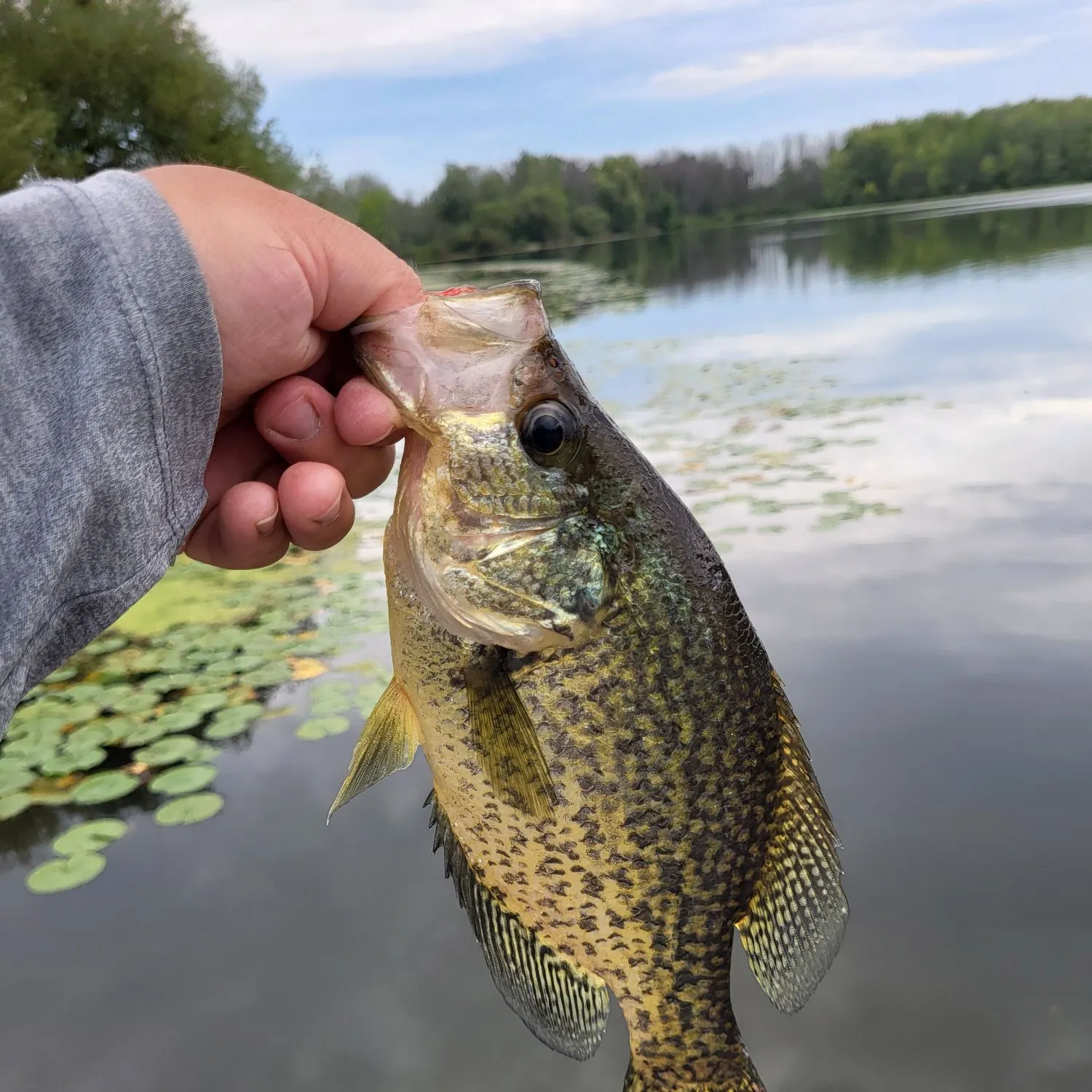 Black crappie caught on Fishbrain