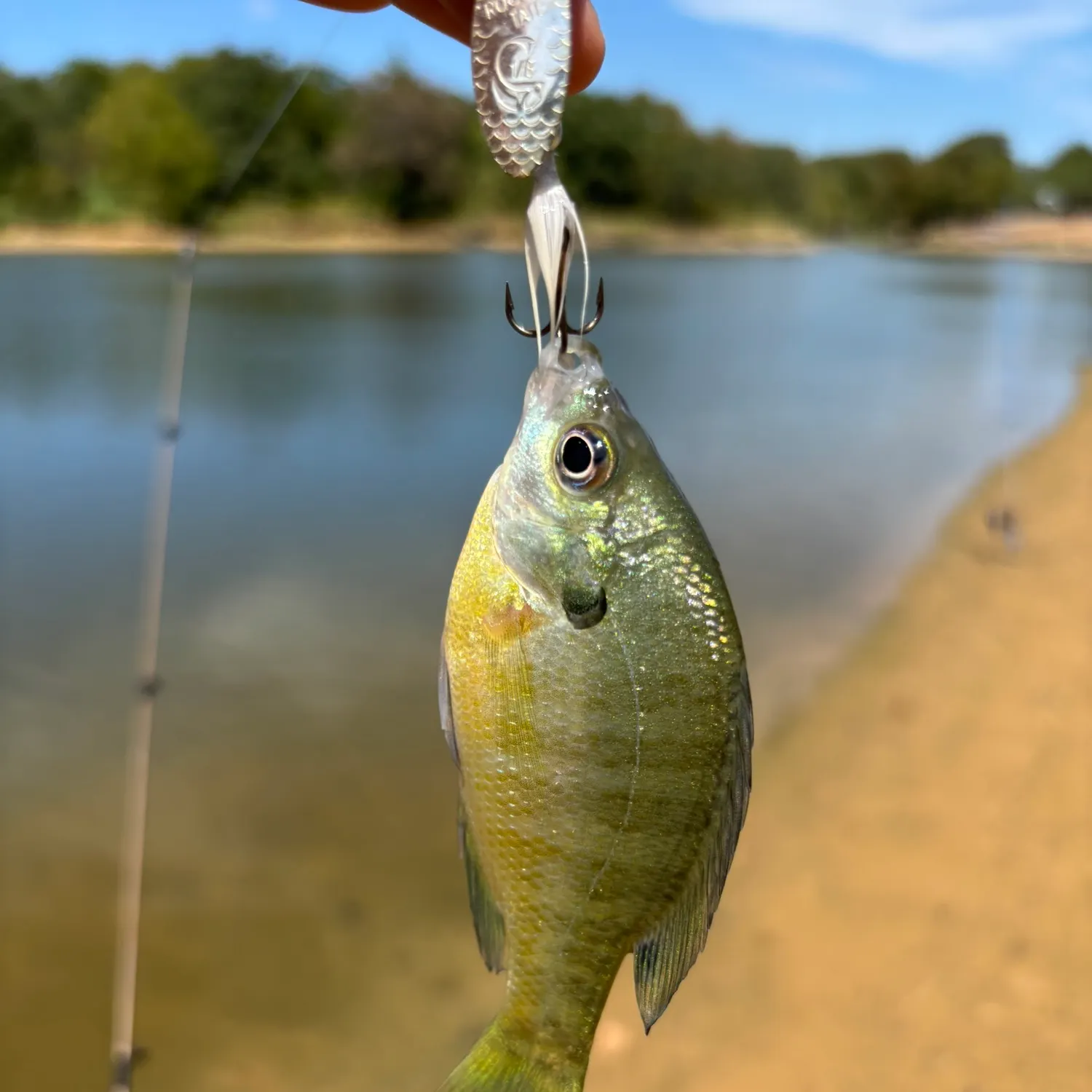Bluegill caught on Fishbrain