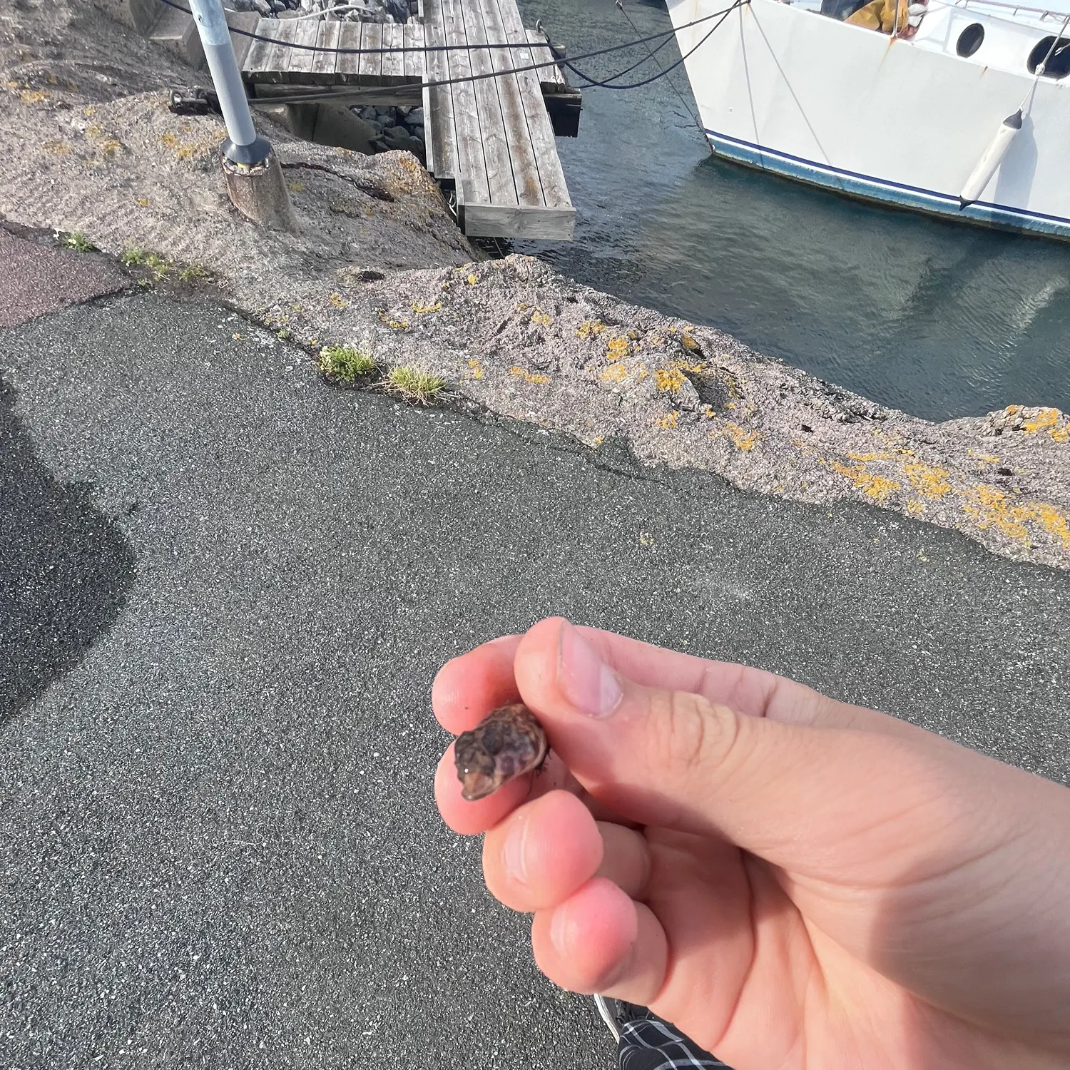 Round goby caught on Fishbrain