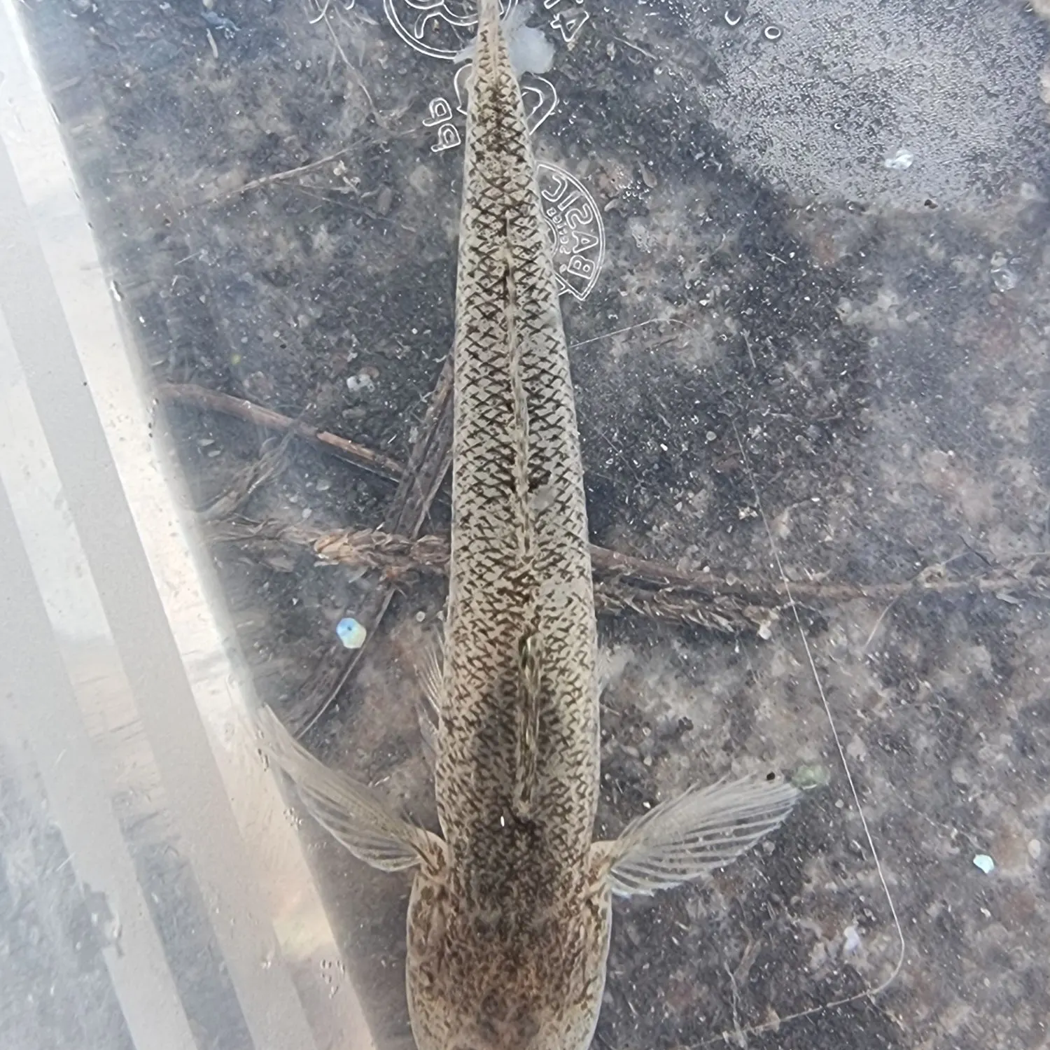 The most recent Sand goby catches on Fishbrain