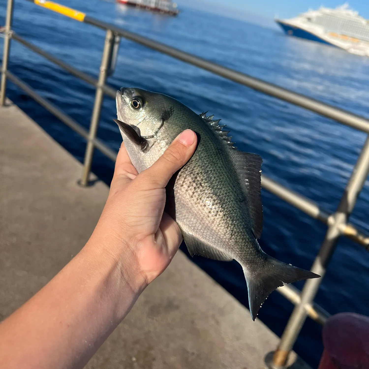 The most recent Halfmoon catches on Fishbrain