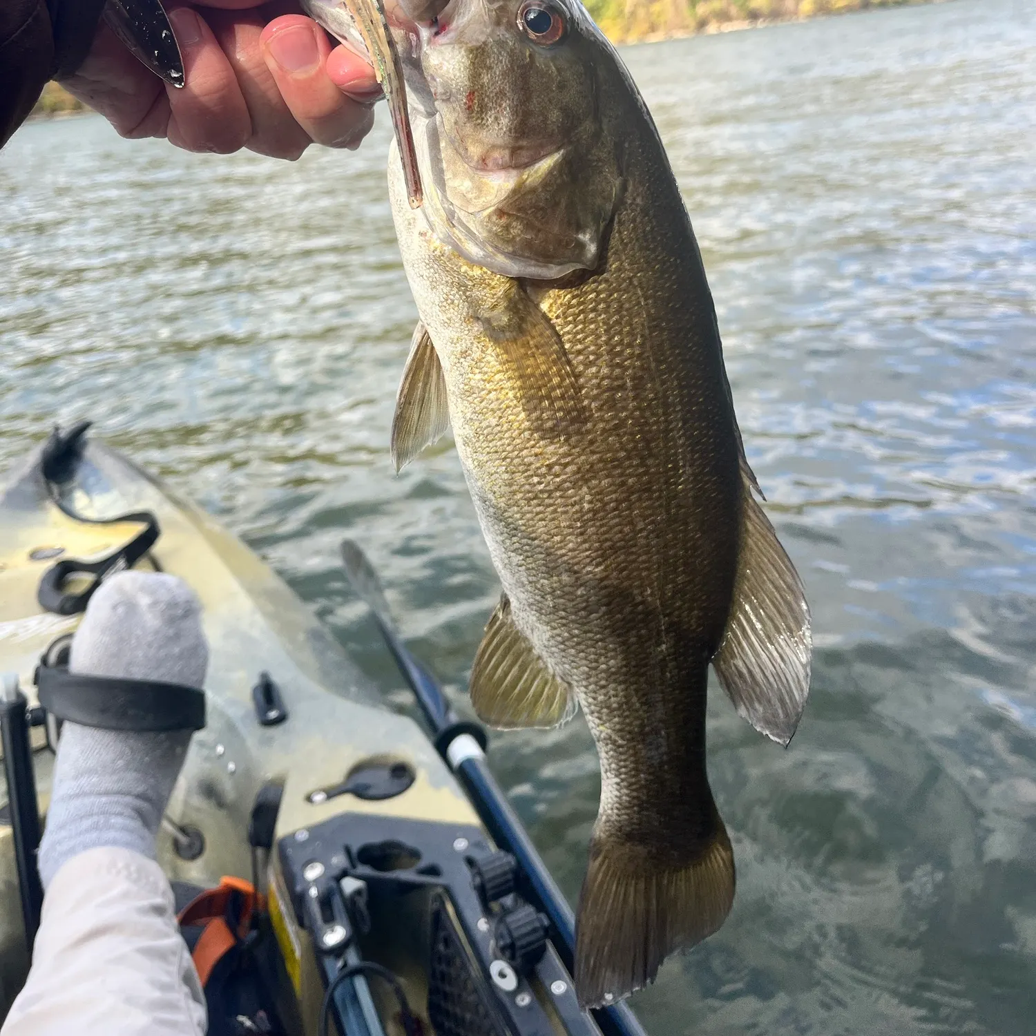Smallmouth bass caught on Fishbrain