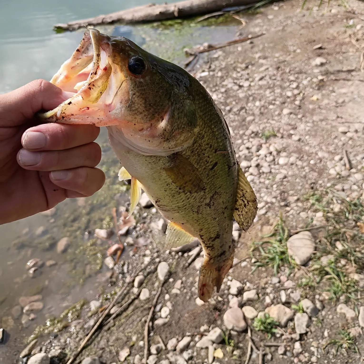 Largemouth bass caught on Fishbrain