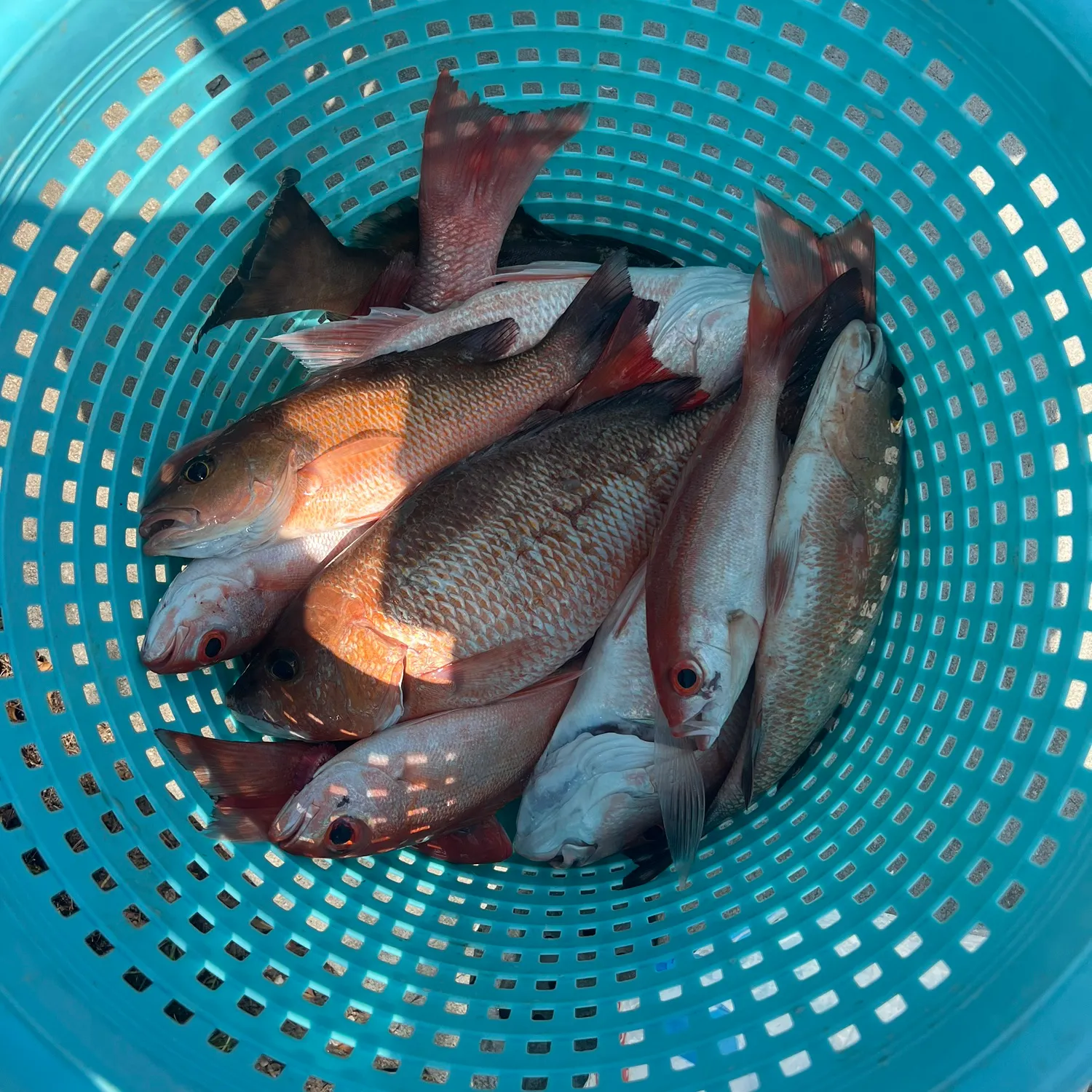 The most recent Vermilion snapper catches on Fishbrain