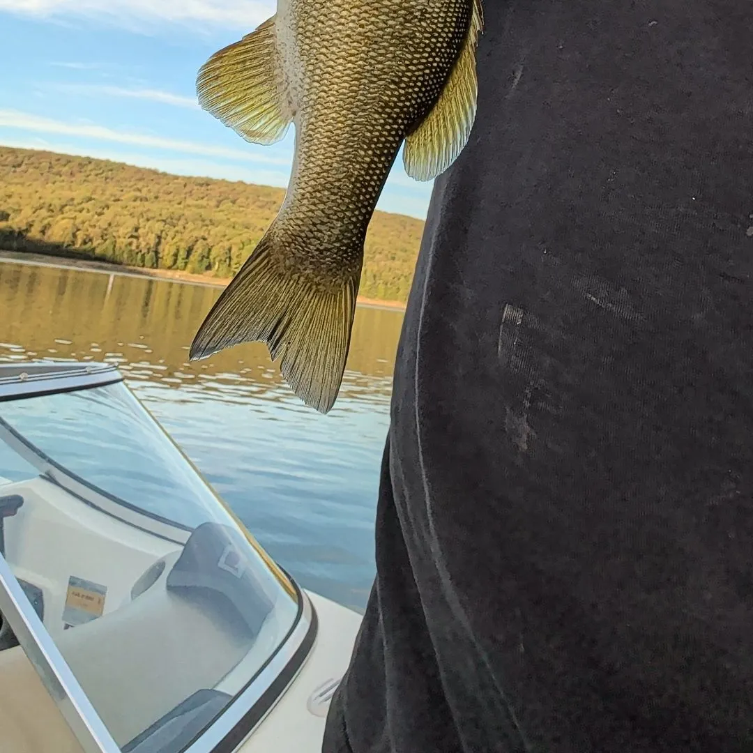 Smallmouth bass caught on Fishbrain
