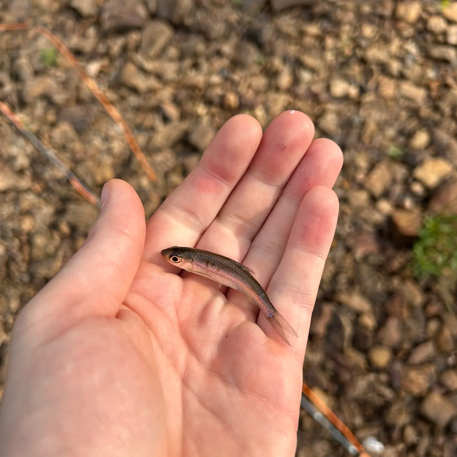Creek chub caught on Fishbrain