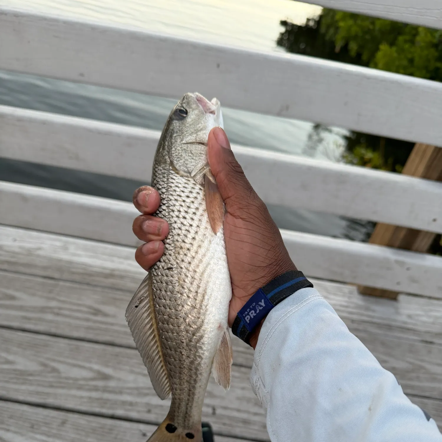 The most recent Red drum catches on Fishbrain