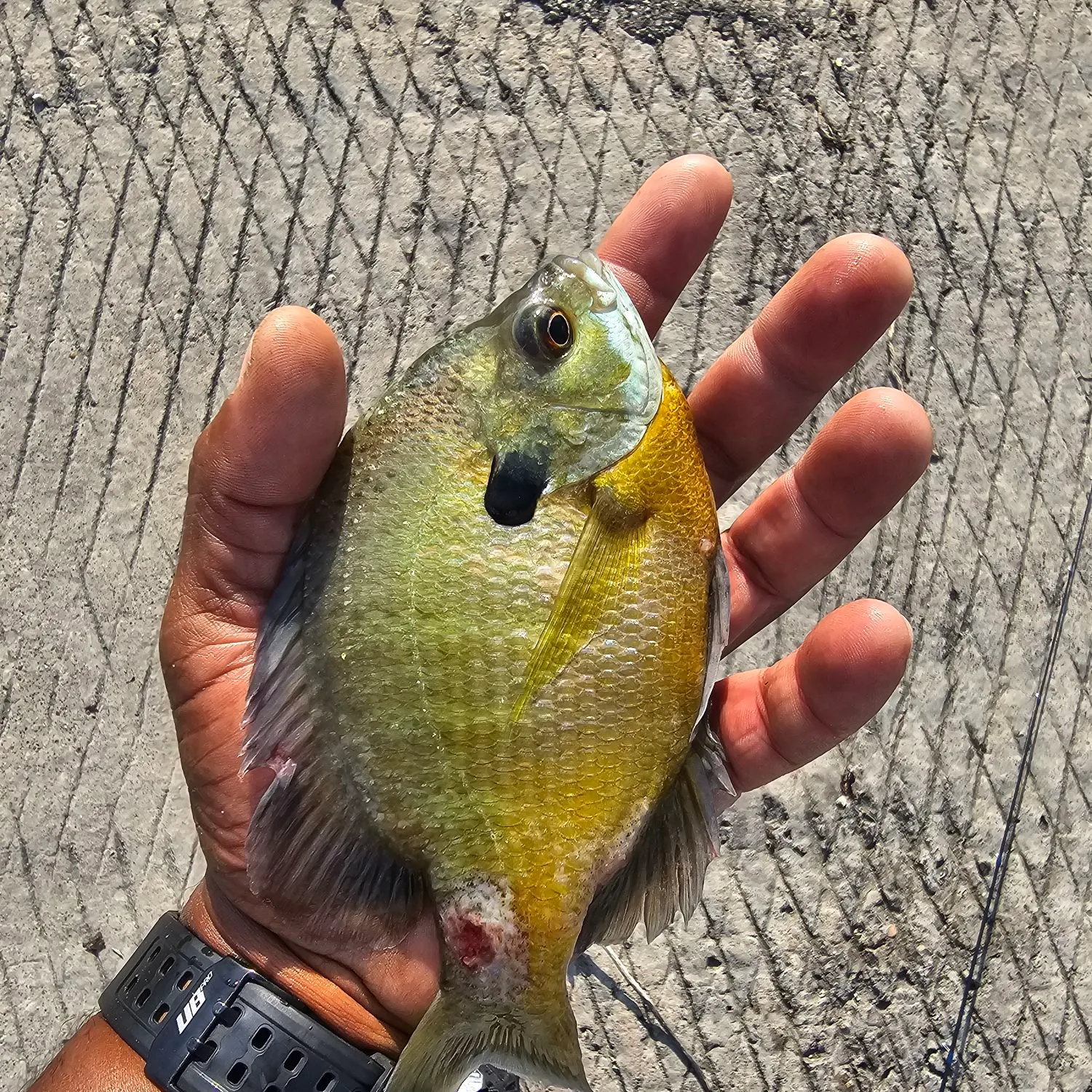 recently logged catches