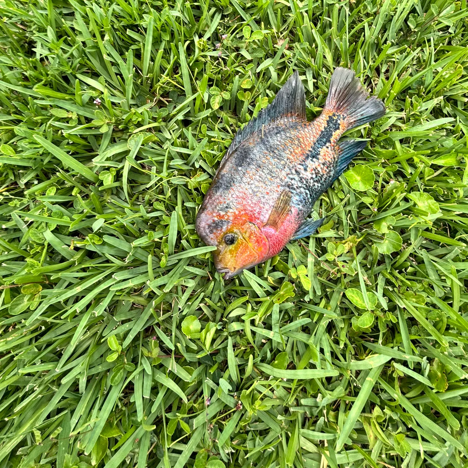 The most recent Redhead cichlid catches on Fishbrain