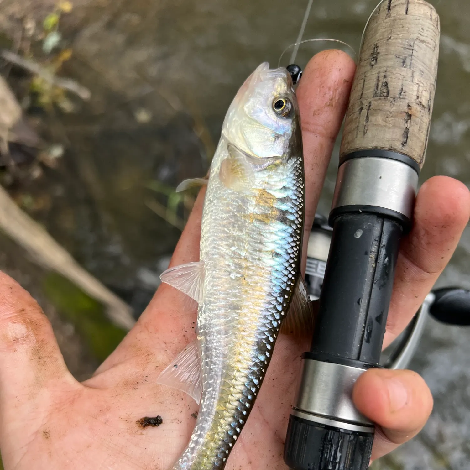 The most recent Common shiner catches on Fishbrain
