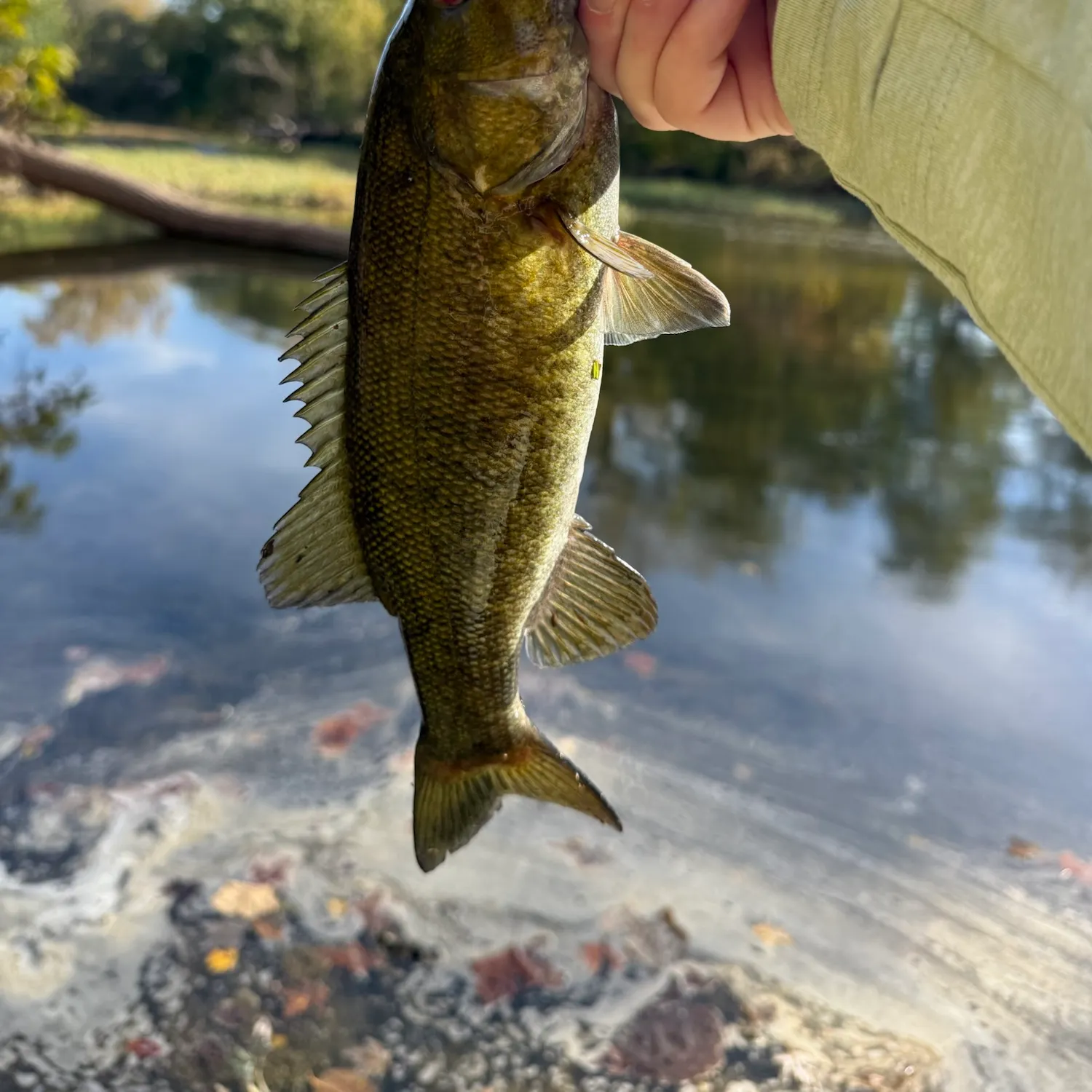 Smallmouth bass caught on Fishbrain
